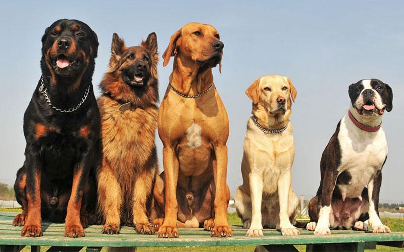 Asla çoğaltılmaması gereken 5 köpek cinsi açıklandı