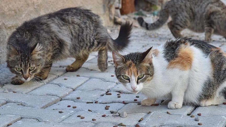 Gaziantep'te neler oluyor? Büyücü hoca, kedi bacağı isteyince katliam oldu!