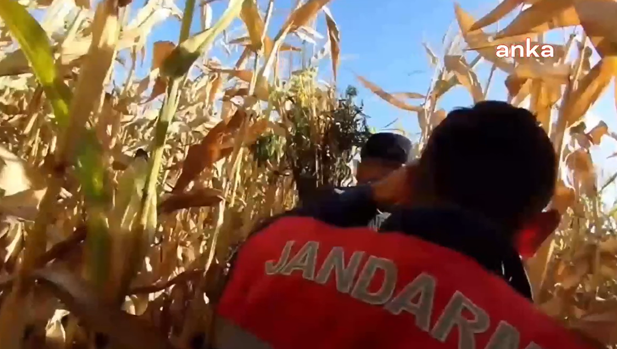 AKP'li meclis üyesinin arazisinde çıkanlar şok etti! Jandarma baskınında ortaya çıktı