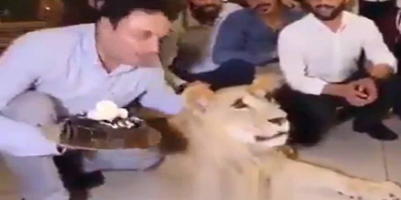 Elindeki pastayla aslana ne yaptığına inanamayacaksınız!