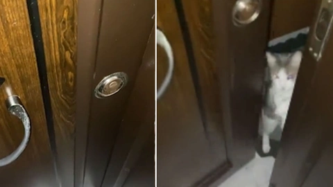 Çilingir çağırmak yerine kapıyı kedisine açtırdı