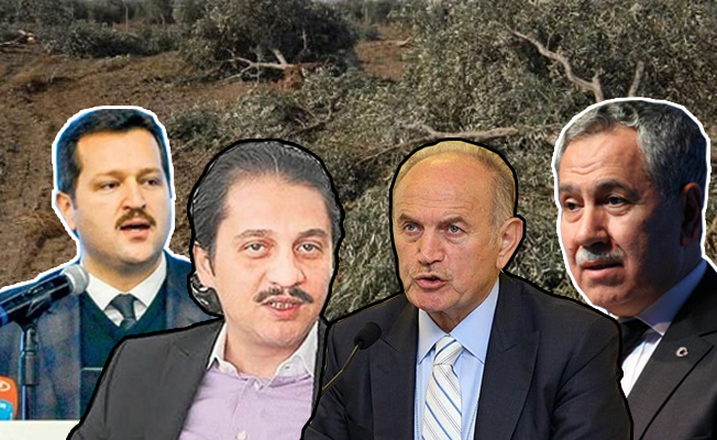 CHP'li Arslan: Damat modeli, adaleti ve zeytini çürütür