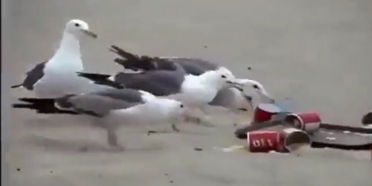 Martılara müshil verdiler! Ortalık darmaduman oldu...