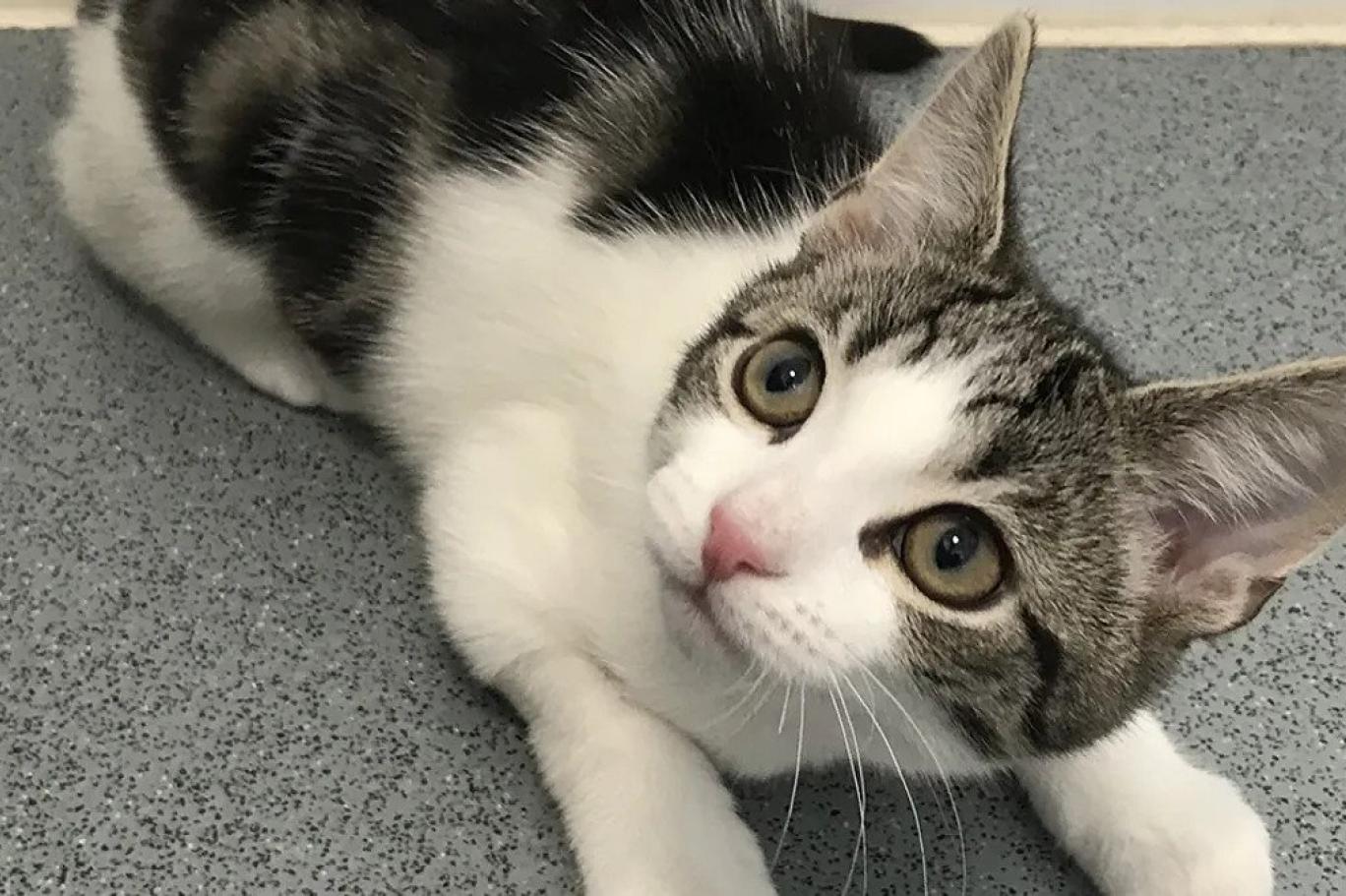 Cinsel organı olmayan kedi, uzmanları şaşırttı