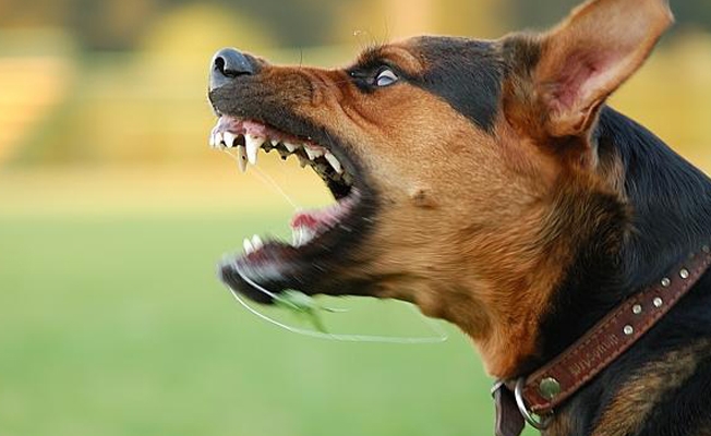 Köpek ısırırsa ne yapılmalı? Köpeğin kuduz olduğunu nasıl anlarsınız?