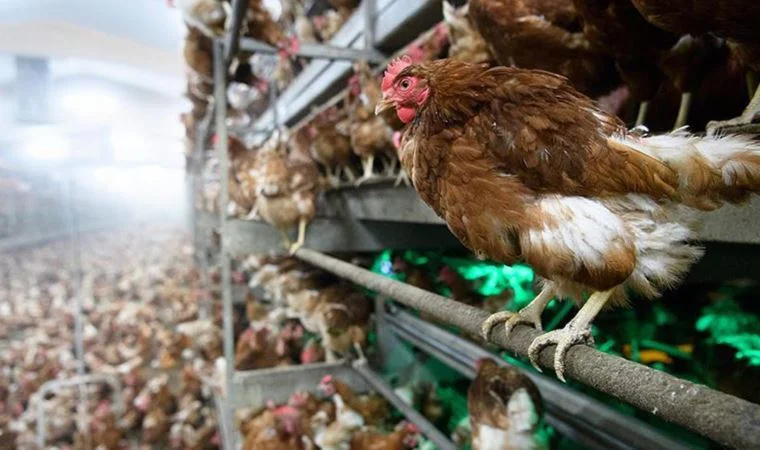Gelmiş geçmiş en ağır kuş gribi salgını yaşanıyor! Kuş gribi insanlar için ne kadar tehlikeli?