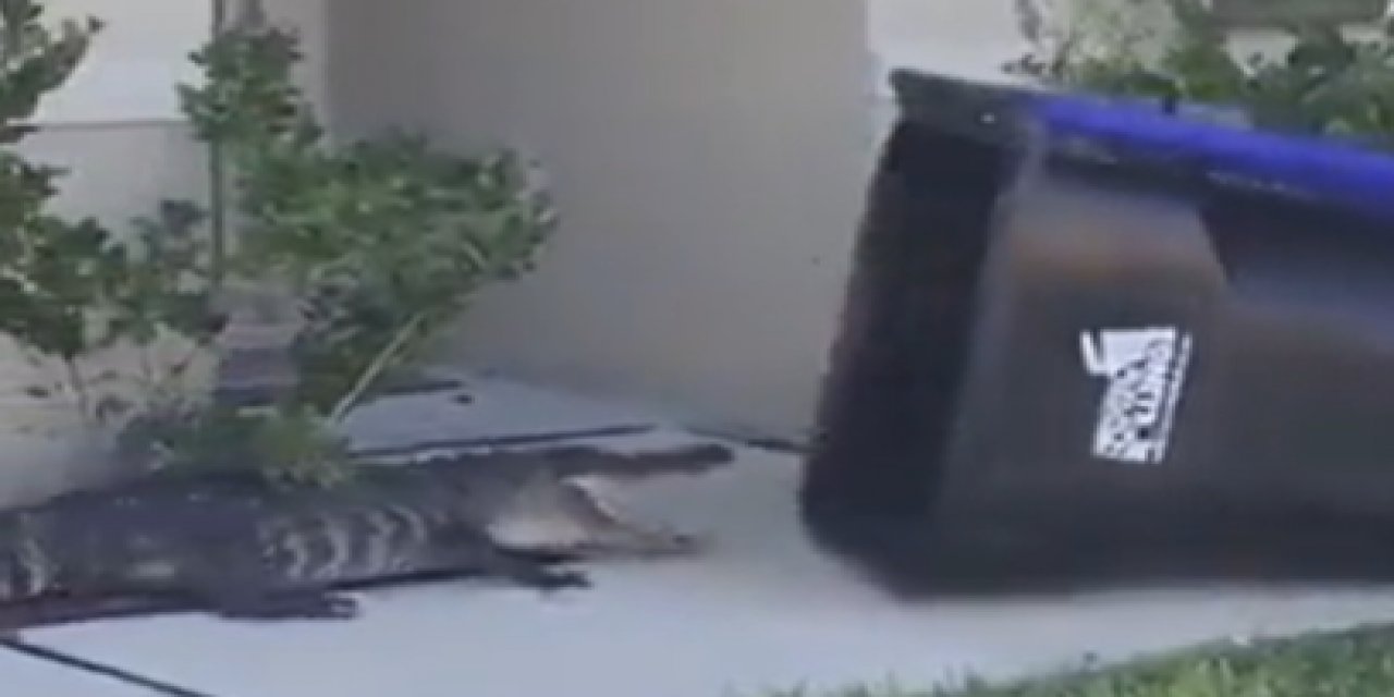 Bahçesine giren timsahı böyle yakaladı!