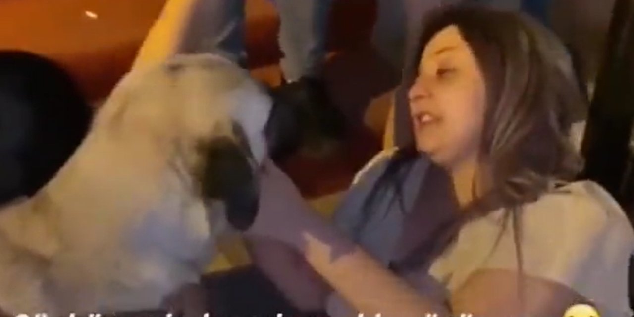 Alkolün dozunu kaçırdı köpeğe terapistlik yaptı: Baksana aşko...