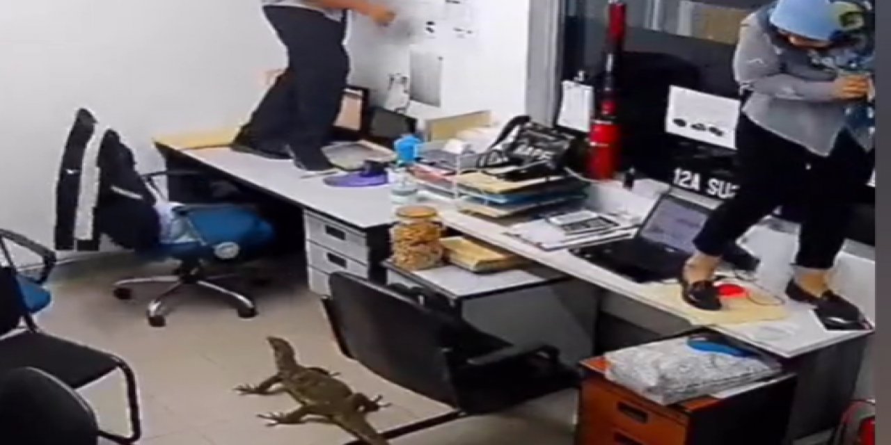 Ofiste komodo ejderi gören adam, kadını masadan aşağı attı