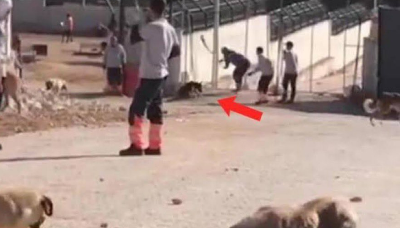 Kürekle köpek döven şahıslar serbest bırakıldı
