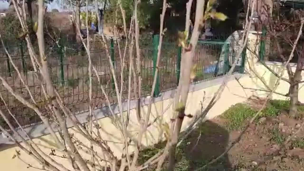 Meyve ağaçları sıcak hava nedeniyle çiçek açtı! İklim bilimci Türkeş: Tahıllarda çürüme başladı
