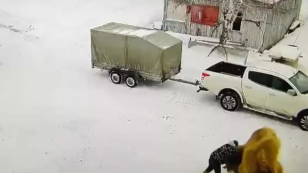 Deve kendisine yumruk atan bakıcısını öldürdü