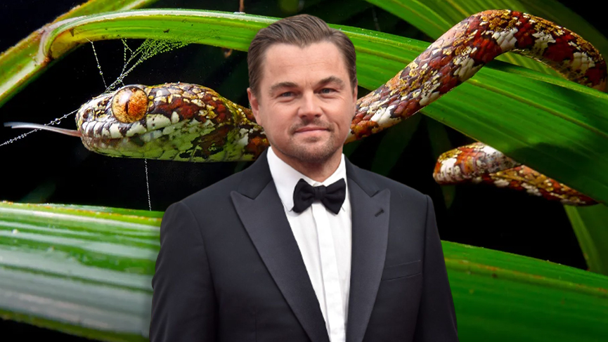 Leonardo DiCaprio annesinin adını bir yılana verdi