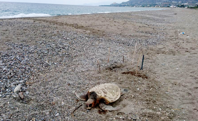 Caretta carettaları boğazlarını keserek katlettiler iddiası