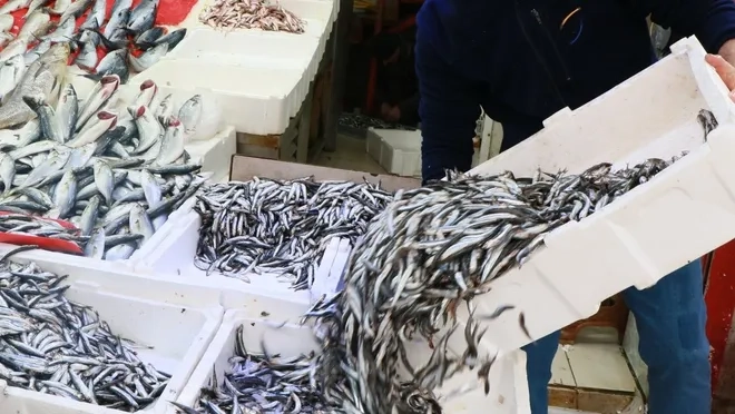 15 Nisan'a kadar hamsi avcılığı yasaklandı