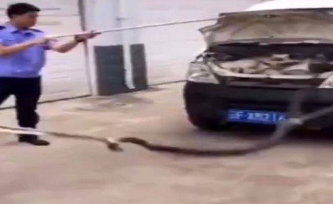 3 metrelik kobra araçtan çıkarıldı!