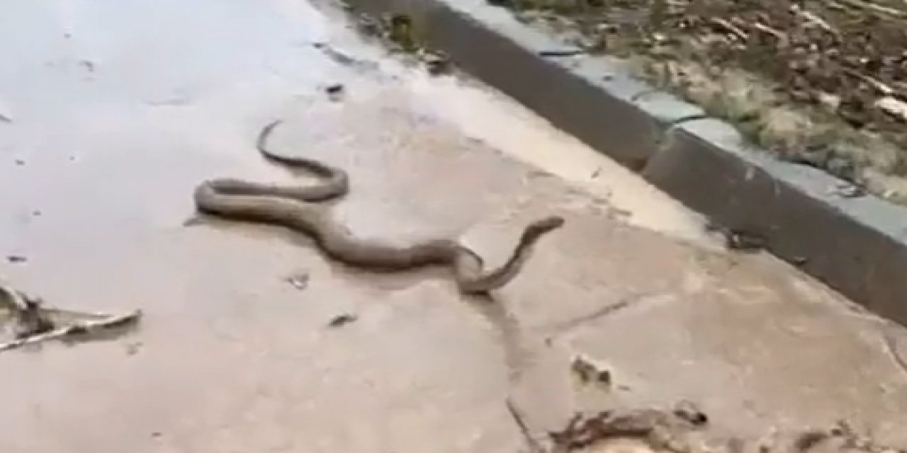Şanlıurfa'daki sel yılanları şehre indirdi