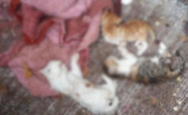 Uşak’ta vahşet: 17 kedi parçalanmış halde bulundu