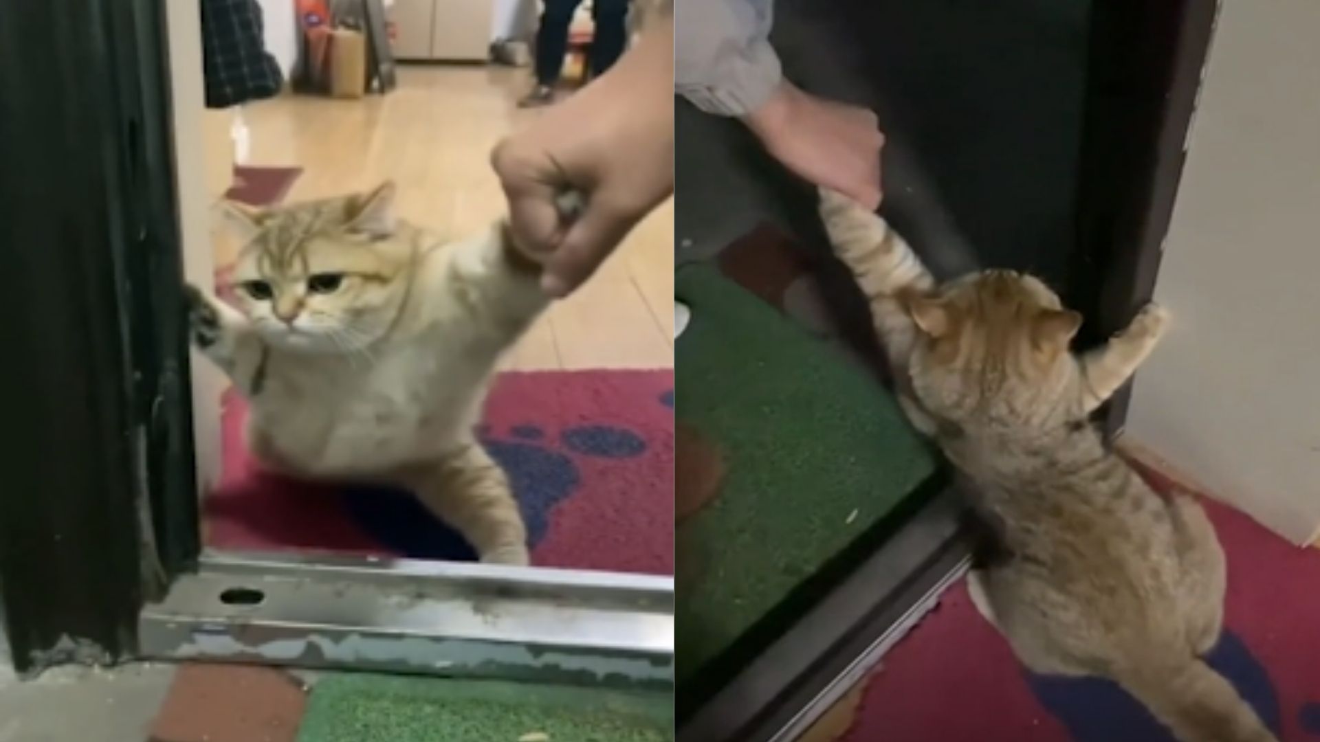 Evden çıkmak istemeyen kedi izleyenleri güldürdü