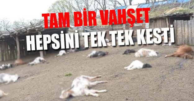 Babası ile tartıştı, 239 keçiyi telef etti