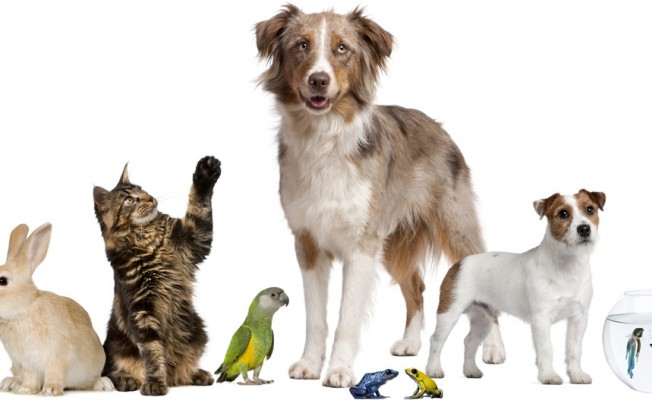 Bakan Açıkladı: Pet shoplarda hayvan satışı yasaklanıyor