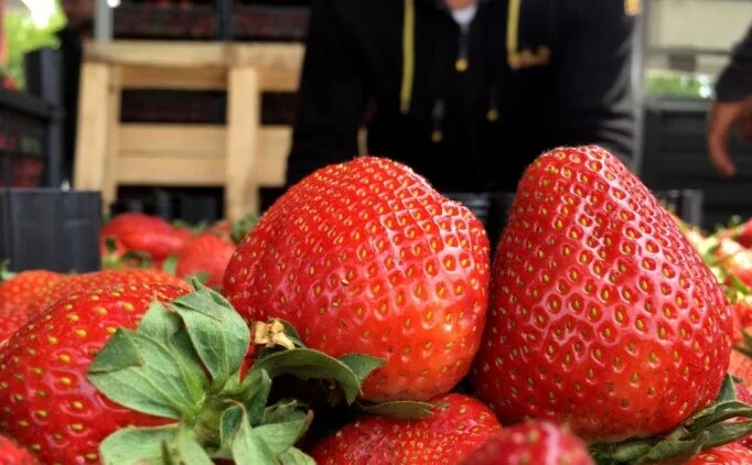 Çileği bozulmadan uzun süre saklamak için bu yöntemi deneyin