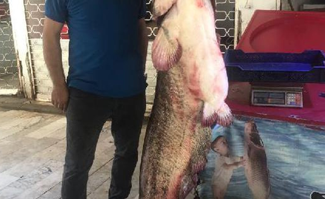 İznik'te yakalanan dev balık 4 bin 500 liraya satıldı