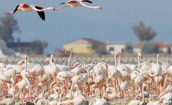 Nesli tükenmekte olan flamingoların üreme alanlarına otoyol projesi