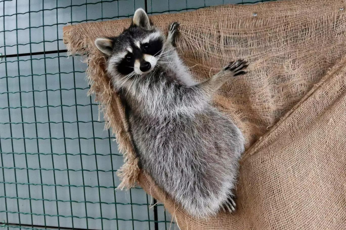 Pet shop'a tırnak kesimi için getirilen rakun herkesi kuduz alarmına geçirdi