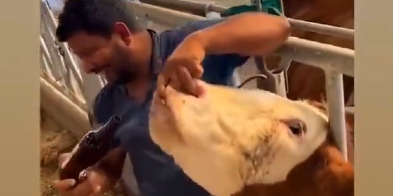 Kurban pazarında kurbanlık hayvana zorla içki içirdi