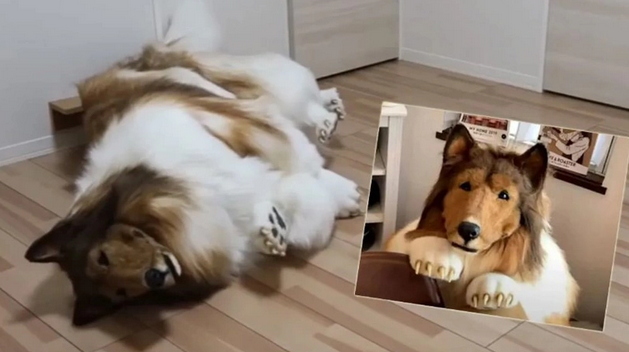 Yok artık bu adam 338 bin TL harcadı ve köpek oldu!