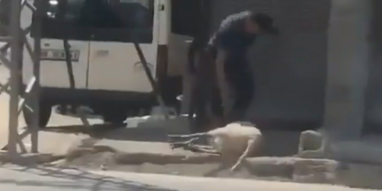 Kurbanlık koyunu yerlerde sürükleyerek eziyet yaptı