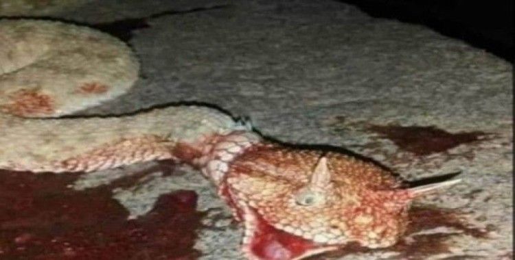 Tek ısırığıyla yüzlerce insanı öldürebilir! Dev zehirli yılan böyle görüntülendi