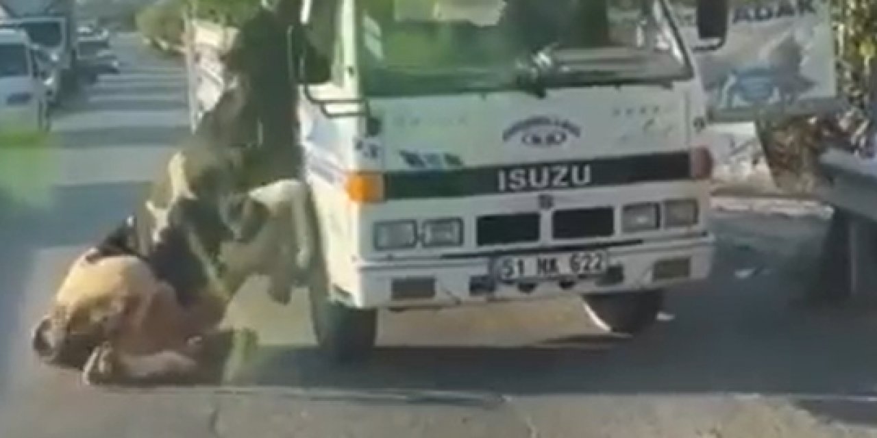 Kurbanlık hayvan araçtan böyle düştü