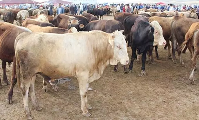 Elde kalan kurbanlıklar ne olacak? Tarım ve Orman Bakanlığı'ndan açıklama geldi