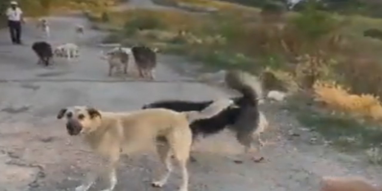 Kimsenin geçemediği sokakta bunu yaptı! "Sokak köpekleri arasında nasıl davranmalıyız?"