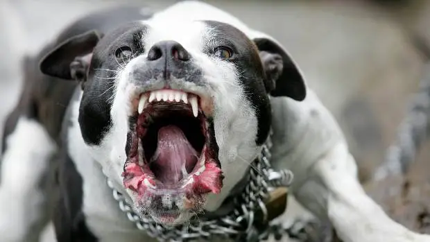 Tartıştığı pitbull sahibini öldüren polis hakkında karar verildi