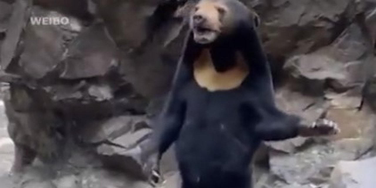 İki ayağı üzerinde duran ayı herkesi şok etti! Vay ayı vay...