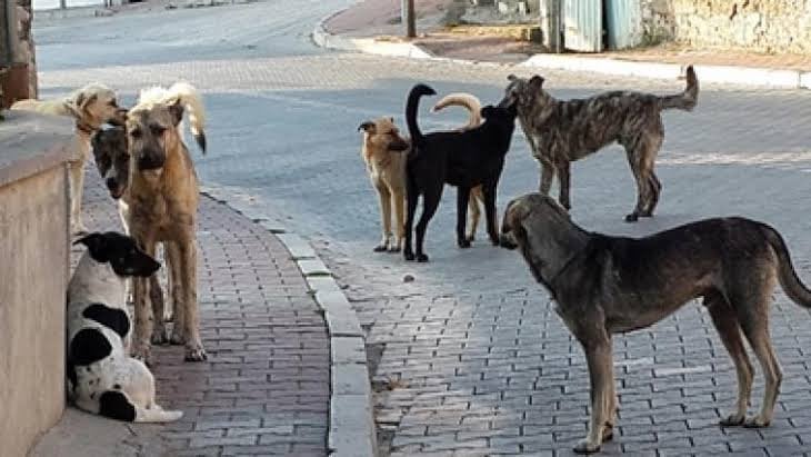 İstanbul Valisi'nden hayvansever derneklerini çıldırtacak açıklama: "Sokak hayvanı diye bir şey yok, seven sahiplensin"