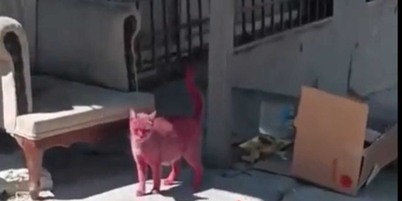 Esenyurt'ta vicdansızlar bir kediyi Barbie gibi pembeye boyadılar