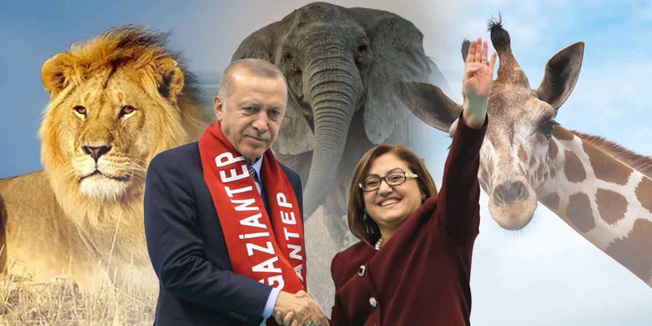Erdoğan ve Fatma Şahin arasında gecenin 2'sinde geçen aslan-dişi fil diyalogu: "Zürafamız da var, Şakir..."