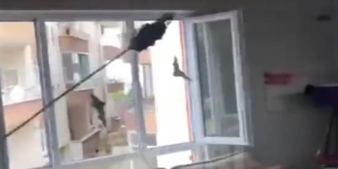Sinop'ta yarasa basan evde itfaiyeciler ve yarasa arasında yakalamaca