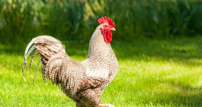 Düğünde horoza içki içirdiler: Verilen ceza herkesi şaşkına uğrattı