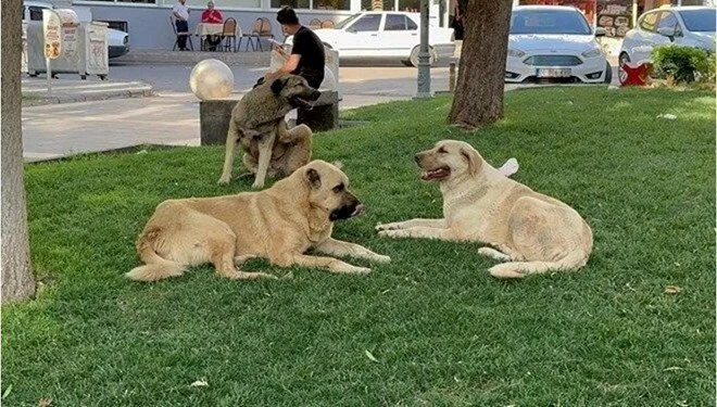 Sahipsiz köpeğin saldırısına uğrayan çocuk yüzünden yaralandı