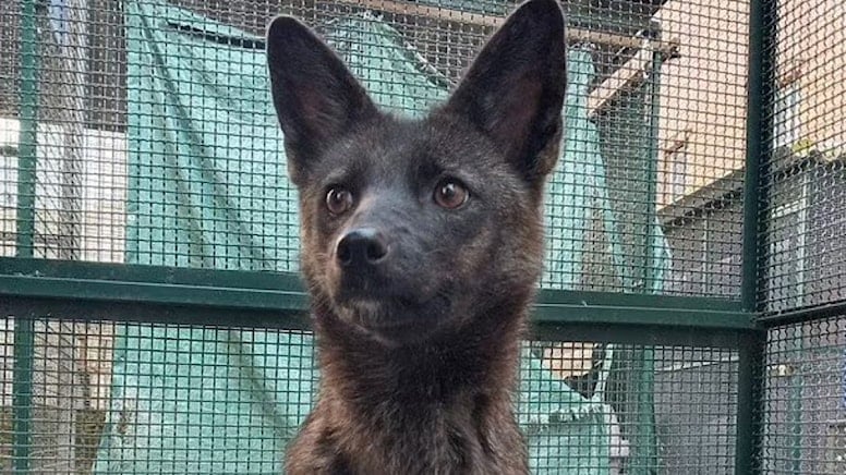 Bilim insanlarını şoke eden tür! Tilki ile köpek çiftleşti: İlk kez görüldü