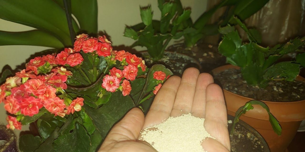 Dibine ekleyince açmayan çiçeklerin bile hızlıca açmasını sağlıyor! Çiçekler coşuyor...
