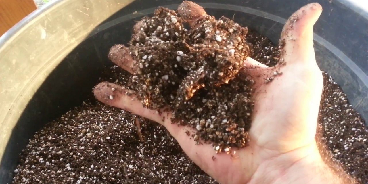 Çiçeklerin çürümesini önlüyor ve canlı tutuyor! Saksıdaki toprağa kesinlikle koymalısınız
