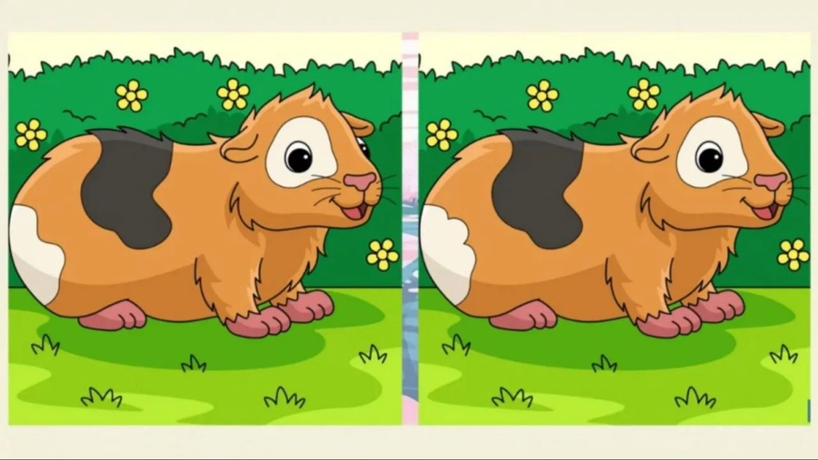 2 hamster arasındaki 3 farkı 6 saniyede bulabilen yüksek IQ'lu sayılıyor