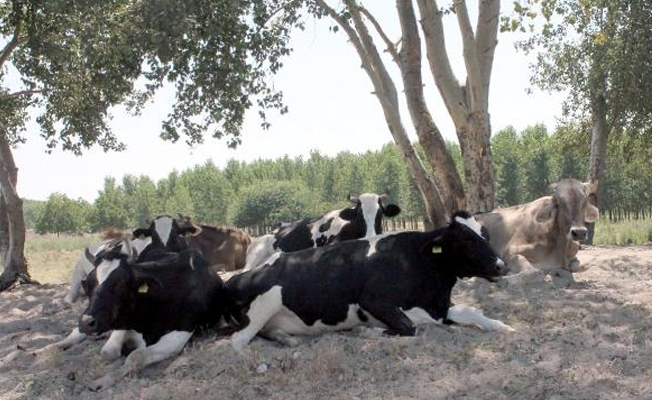 Sıcaklar inekleri strese soktu, süt verimi düştü