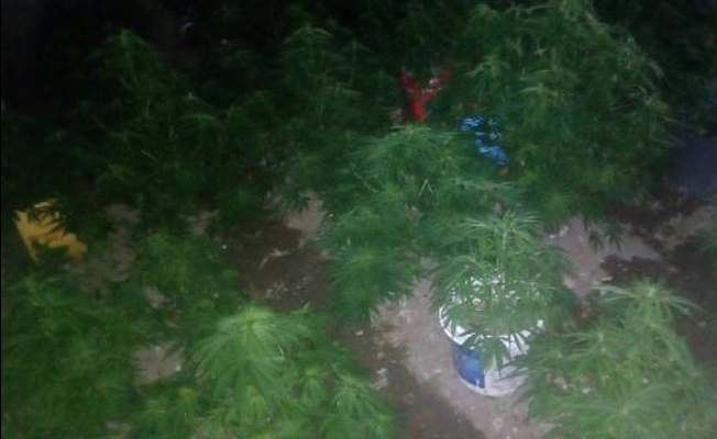 Evinde, saksı, teneke, çöp kovası içinde hint keneviri yetiştirmiş